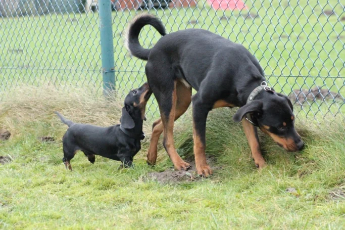 Ein Dackel schnüffelt an einem Rottweiler, auf einer grünen Wiese neben einem Zaun.