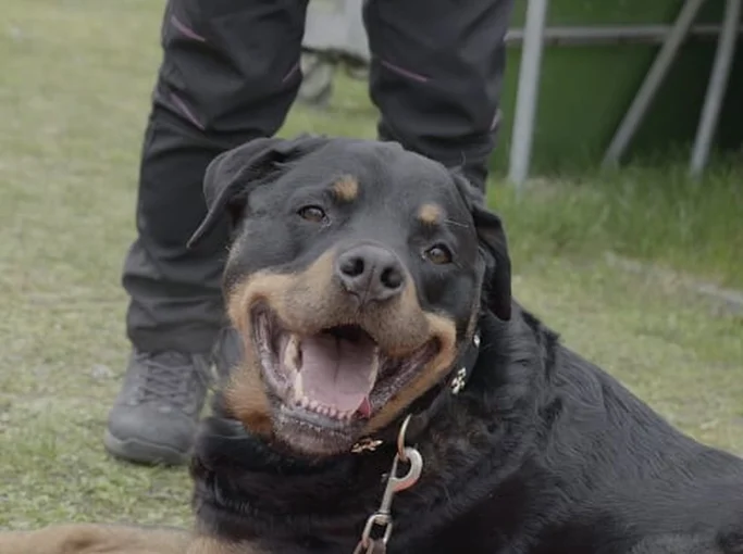Ein lächelnder Rottweiler liegt auf dem Gras, neben einer stehenden Person.