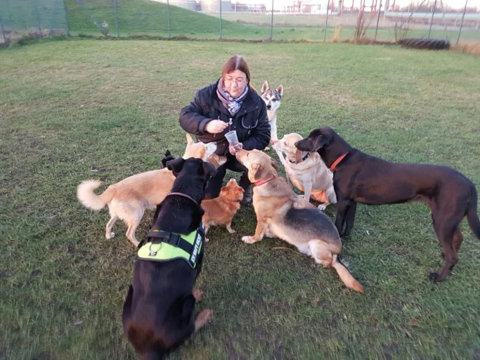 Eine Person umgeben von mehreren Hunden auf einer Wiese.