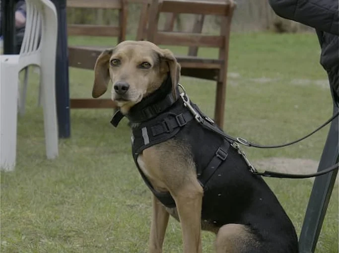 Brauner Hund mit Geschirr sitzt auf dem Rasen, Blick zur Seite gerichtet.