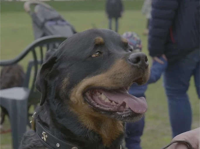 Ein Rottweiler sitzt fröhlich im Freien, mit offenem Mund und Zunge heraus.
