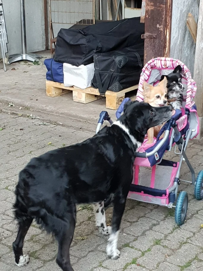 Schwarzer Hund nähert sich zwei Chihuahuas, die in einem Buggy sitzen.