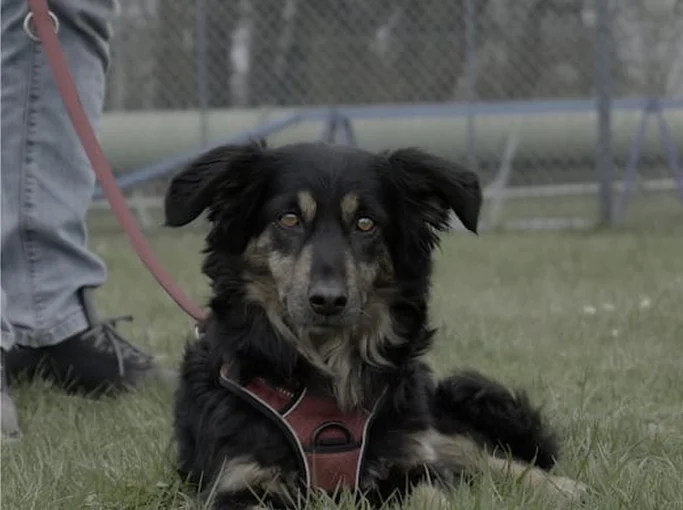 Schwarzer Hund mit braunen Abzeichen liegt im Gras, während er an der Leine gehalten wird.