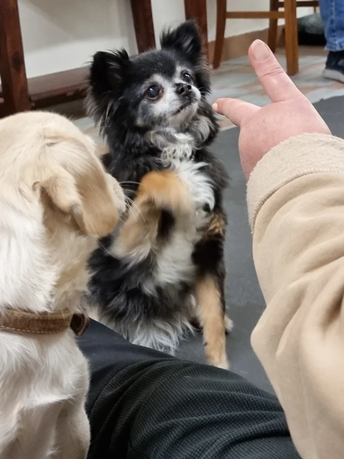 Ein schwarz-weißer Chihuahua führt einen Trick aus.