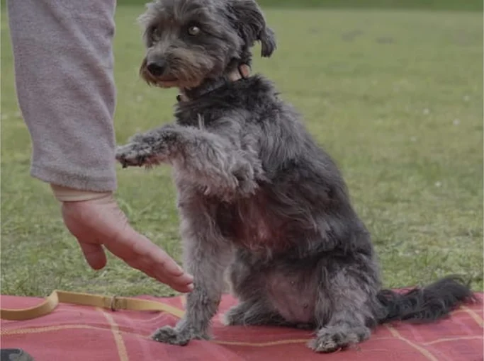 Kleiner, grauer Hund sitzt auf einem roten Tuch und hebt eine Pfote.