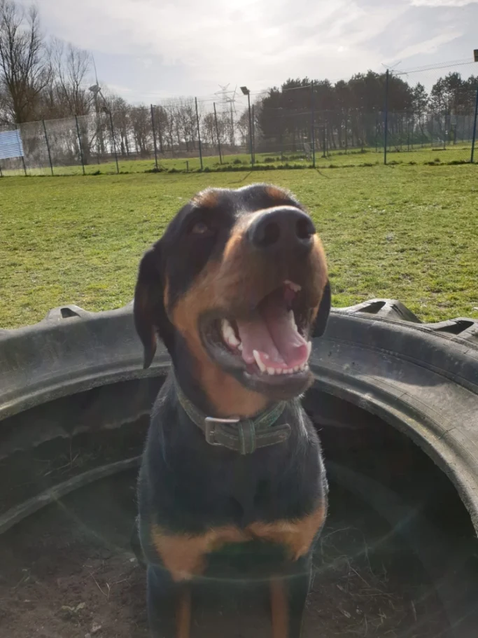 Ein Rottweiler sitzt im Reifen, lächelt und genießt die Sonne im Freien.