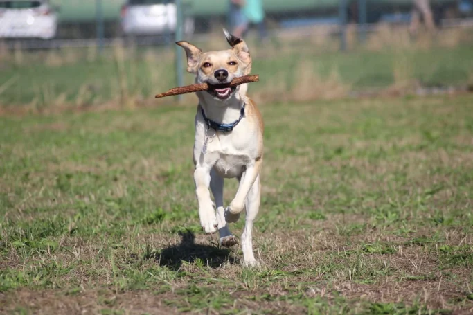 Ein Hund läuft mit einem Stock im Maul über eine Wiese.