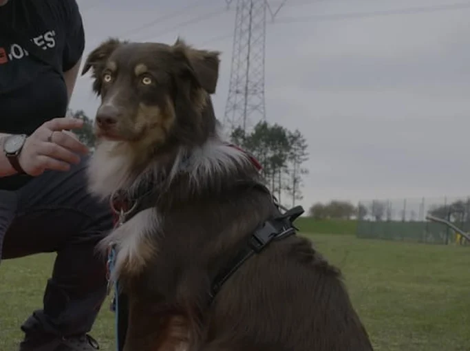 Brauner Australian Shepherd, sitzt neben einem Menschen im Freien.
