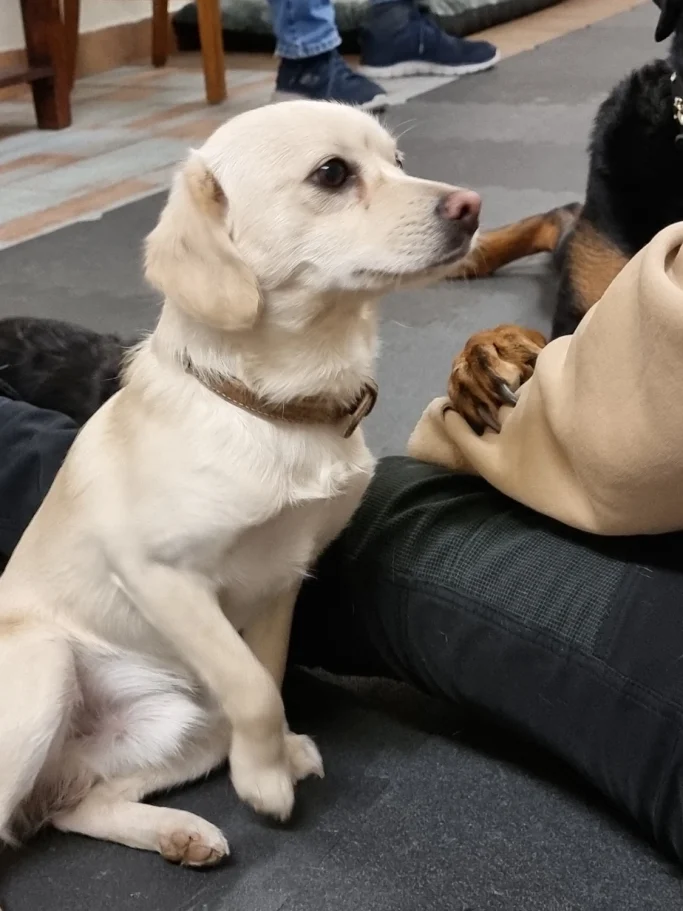 Heller Hund sitzt auf dem Boden und schaut aufmerksam zur Seite.