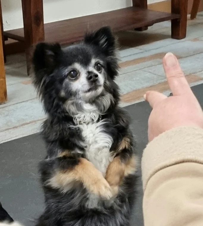 Ein kleiner, schwarzer Chihuahua sitzt mit aufgestellten Vorderpfoten.