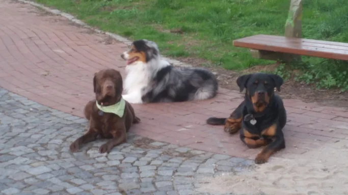 Drei Hunde liegen auf einem gepflasterten Weg, umgeben von Gras.