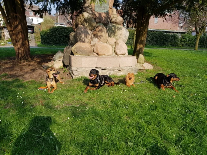 Vier Hunde, darunter zwei Rottweiler, liegen entspannt im Gras vor einem Steindenkmal.