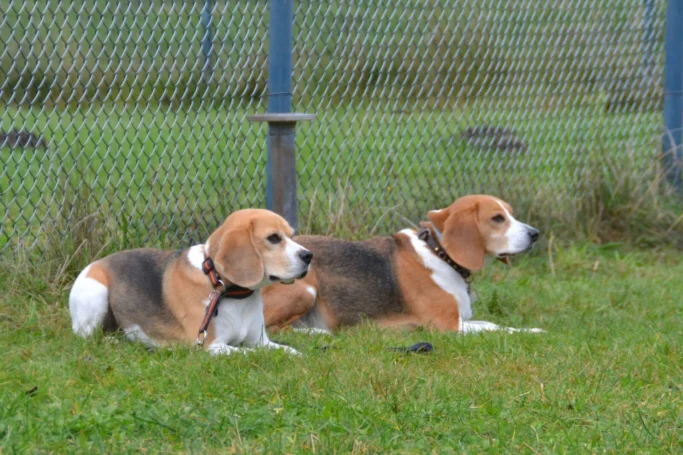 Zwei Beagle liegen entspannt auf einer Wiese neben einem Zaun.