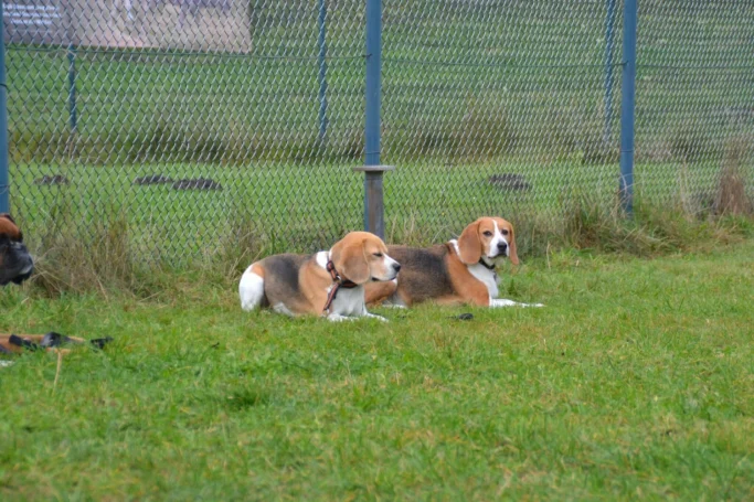 Zwei Beagle liegen entspannt auf einer Wiese neben einem Zaun.