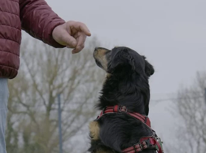 Schwarzer Hund sitzt erwartungsvoll vor einer Hand, die auf ihn zeigt.