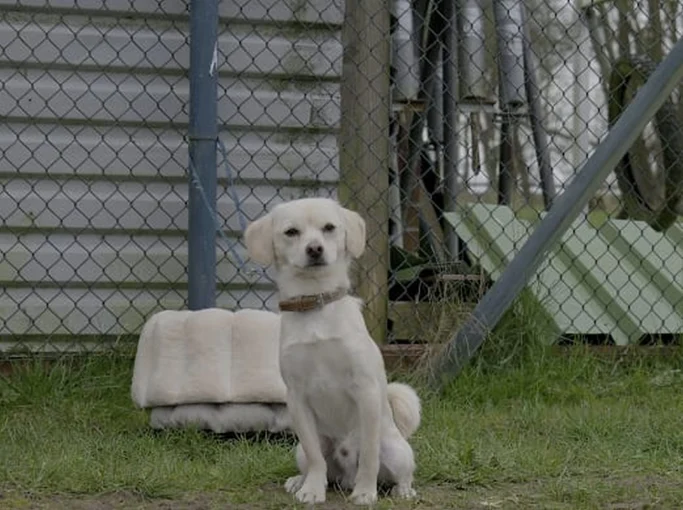 Ein kleiner, weißer Hund sitzt auf dem Gras vor einem Zaun.