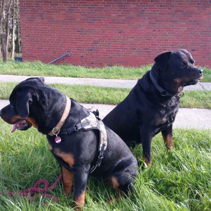 Zwei Rottweiler sitzen im Gras vor einer roten Backsteinmauer.