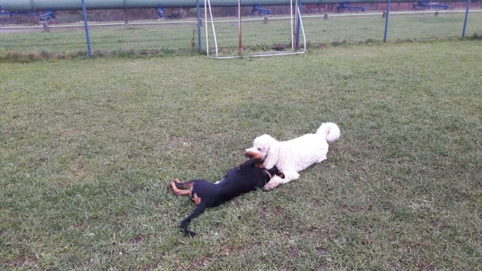 Zwei Hunde, ein schwarzer und ein weißer, spielen im Gras.