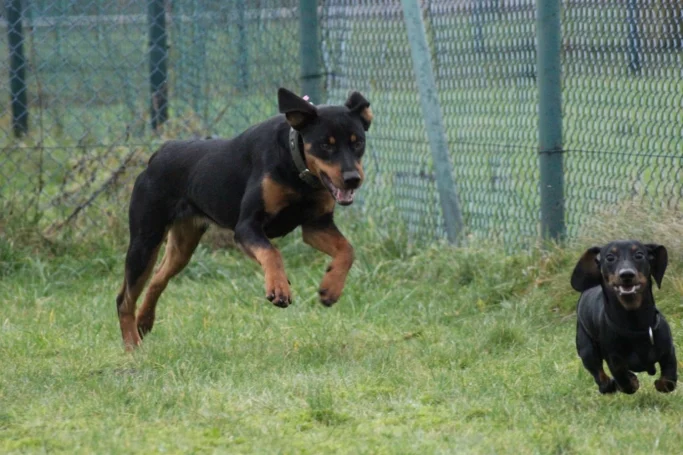 Zwei Hunde, ein heranlaufender Rottweiler und ein kleiner Dackel, spielen auf einer Wiese.