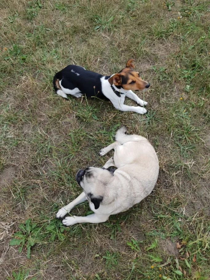 Zwei Hunde liegen auf grünem Gras, einer schwarz-weiß, der andere beige.