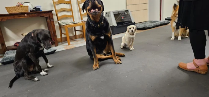 Vier Hunde in einem Raum, während eine Person in der Nähe steht.