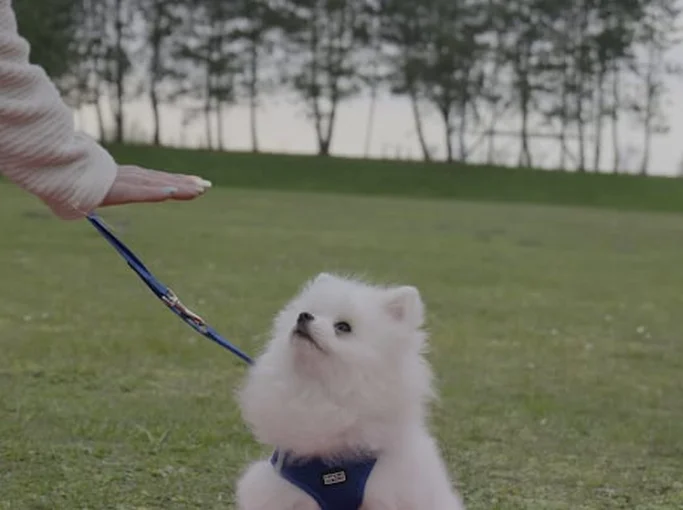 Ein weißer Pomeranian sitzt auf einer Wiese, während eine Hand ihm ein Signal gibt.