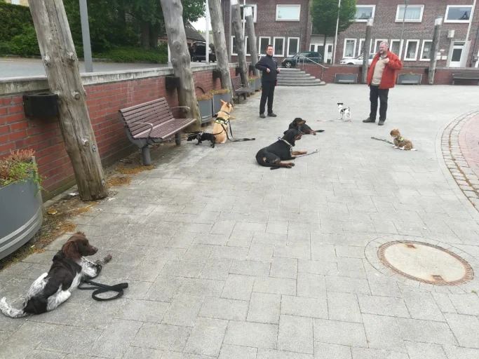 Mehrere Hunde liegen und sitzen im Freien, während zwei Personen in der Nähe stehen.