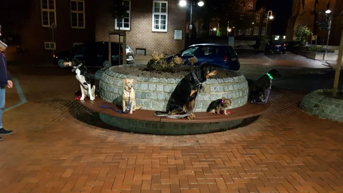 Fünf Hunde sitzen um einen Brunnen in einem urbanen Bereich bei Nacht.