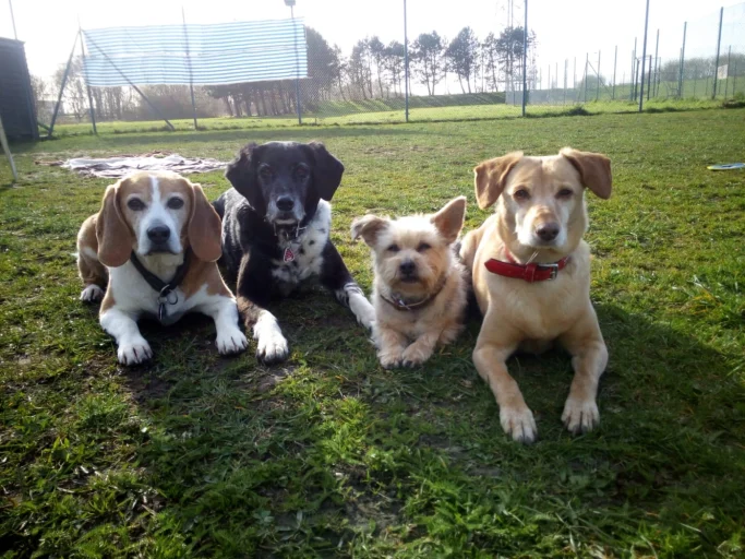Vier Hunde liegen direkt nebeneinander auf einer Wiese und gucken in die Kamera
