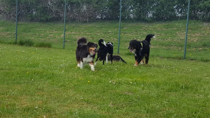 Drei Hunde laufen auf einer grünen Wiese hinter einem Zaun.