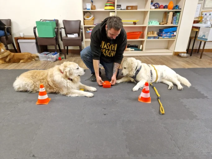 Ein Mensch spielt mit einem roten Ball zwischen zwei ruhenden Hunden und mehreren Kegeln.
