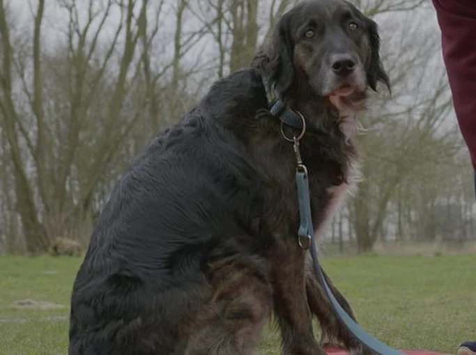 Schwarzer, mittelgroßer Hund sitzt auf dem Boden, an der Leine gehalten.