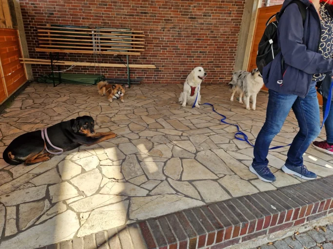 Eine Person mit Hund an der Leine, umgeben von weiteren Hunden auf einem Steinboden.