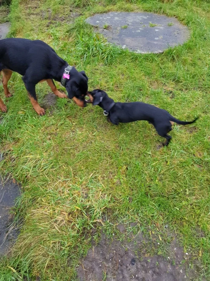 Ein Rottweiler und ein Dackel spielen auf einer grünen Wiese.